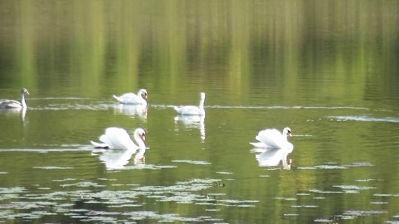 Prvi Dan Jeseni 2022 Na Labu em Jezeru Marinianis TV