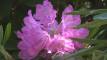 Svi su procvjetali &#8211; Rododendroni 12.5.2024. u Arboretumu