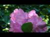 Arboretum 1.5.2026. – Rododendroni u proljetnom okruženju