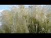 Pampas trava – Još veća i ljepša