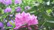 Najljepši rododendroni su u Arboretumu Lisičine